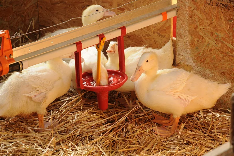 Un canard immergeant sa tête dans l’eau 