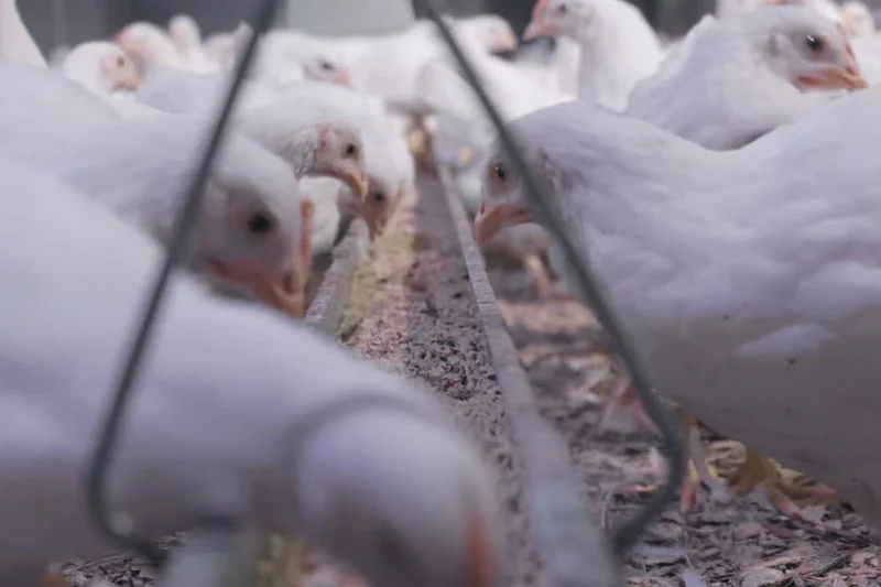 View of the feeding system with eating breeders. 