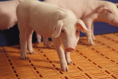 Sistemas de suelo para el manejo de cerdas y la cría de lechones