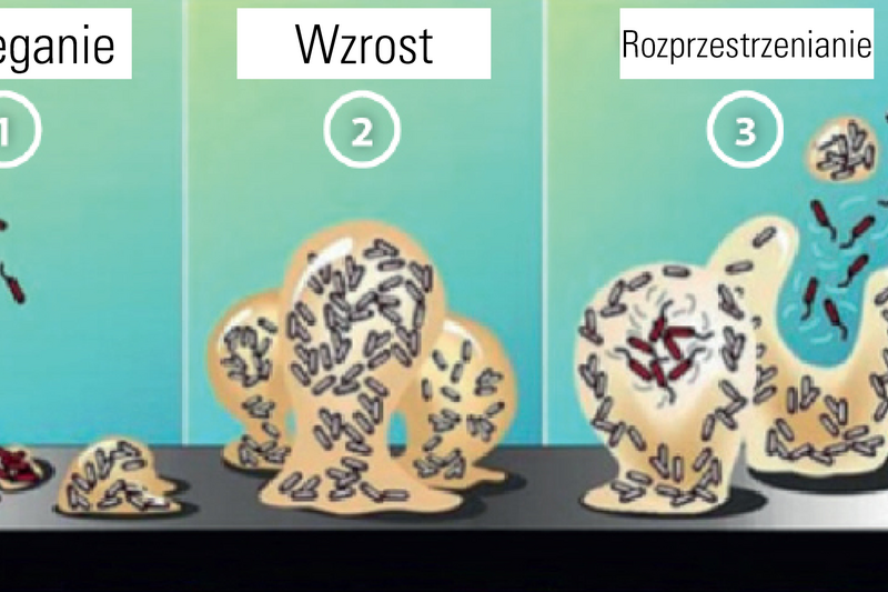 Rysunek 1: Fazy tworzenia się biofilmu wg P. Dirckx. Z: Biofilm Basics, Montana State University (Center for Biofilm Engineering)