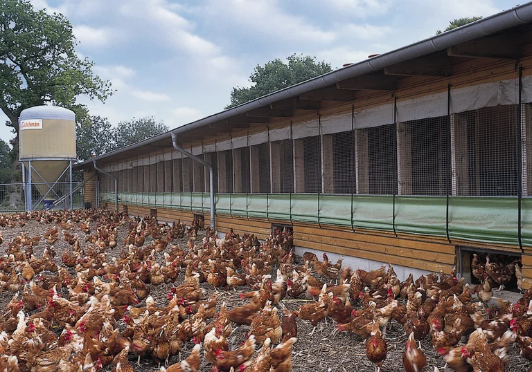 Producția de ouă free range Producția de ouă free range