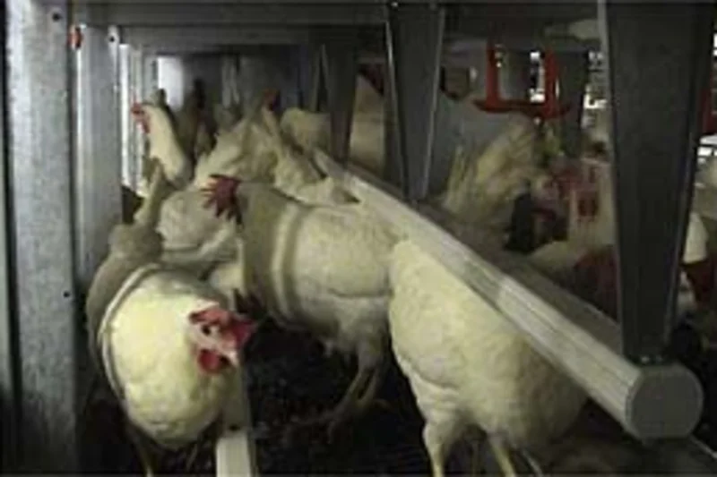 Layer Special: Focus on new small aviary systems
Layer Special: Focus on new small aviary systems
