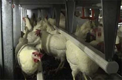 Layer Special: Focus on new small aviary systems
Layer Special: Focus on new small aviary systems