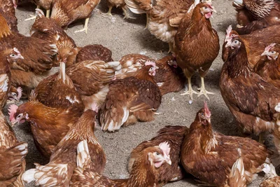 Poules pondeuses sur litière Poules pondeuses sur litière