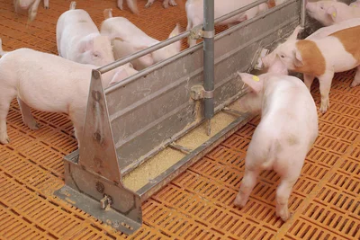 Mit Futterfermentation Kosten und Nährstoffe sparen Mit Futterfermentation Kosten und Nährstoffe sparen
