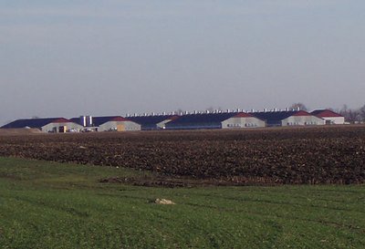 Modern poultry growing in six new poultry houses