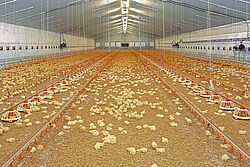 Inside of a poultry house with chicks