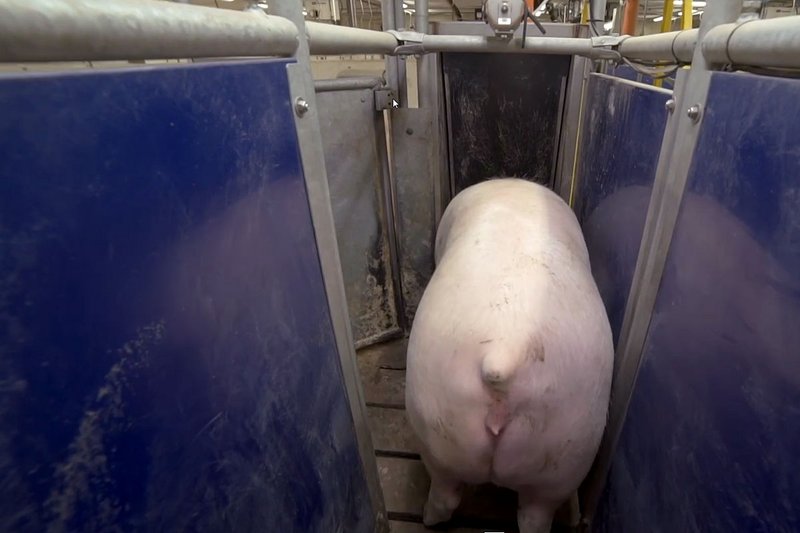 Captura de pantalla: Vista de un solo animal en la estación de alimentación a demanda