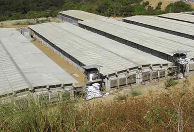 Phillipine company Venvi Agri has equipped its sow farm with efficient systems for pig climate control Efficient systems for pig climate control at the sow farm of Venvi Agri