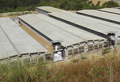 Efficient systems for pig climate control at the sow farm of Venvi Agri