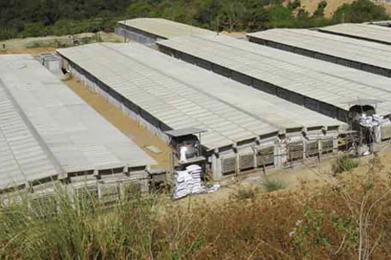 Efficient systems for pig climate control at the sow farm of Venvi Agri