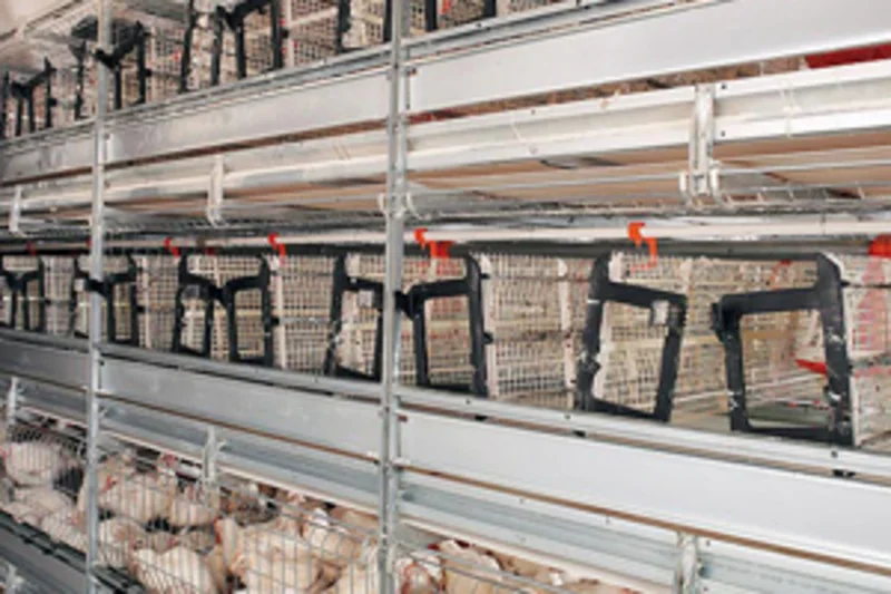 Broiler cage AviMax