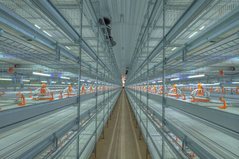 Study: broiler growing in colony systems Study: broiler growing in colony systems