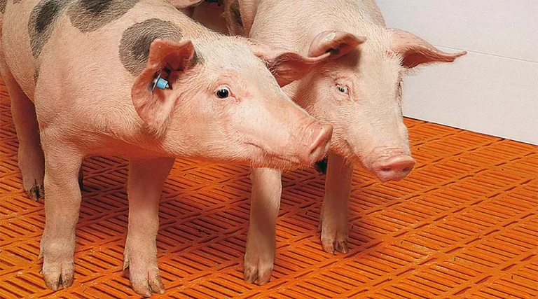 Zwei Ferkel.