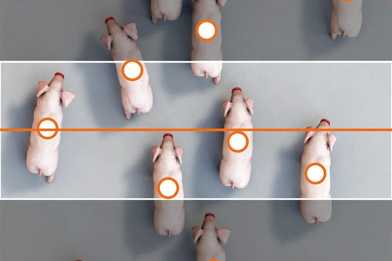 PigCounter Portable: a revolution in pig counting PigCounter