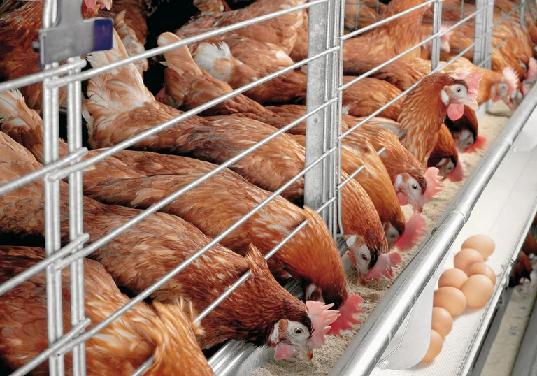 Živinarska proizvodnja sa Colony-EU