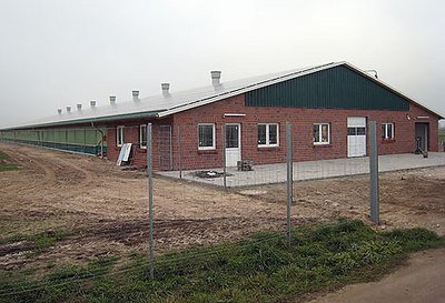 Nueva nave avícola para el manejo en campo abierto: manejo efectivo en sistema aviario en el distrito de Wittmund, Alemania