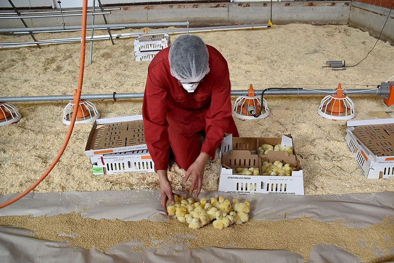 A worker in a red overall places chicks on the house floor A worker in a red overall places chicks on the house floor