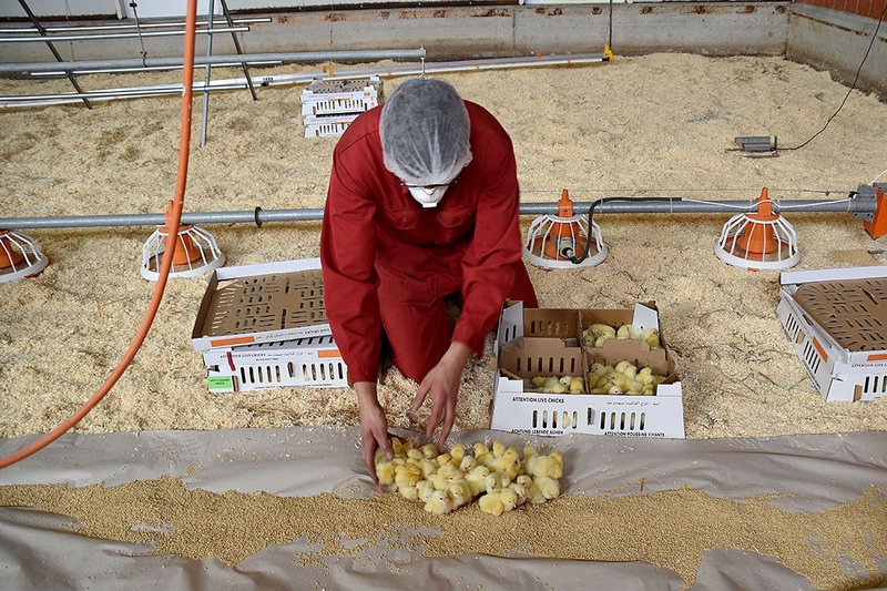 Mitarbeiter in rotem Stallanzug setzt Küken auf Stallboden