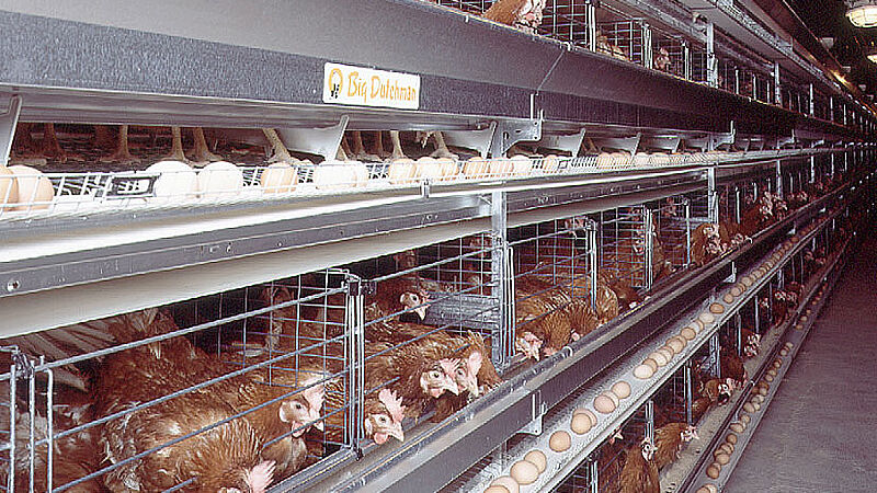 Egg production with UNIVENT poultry cages 