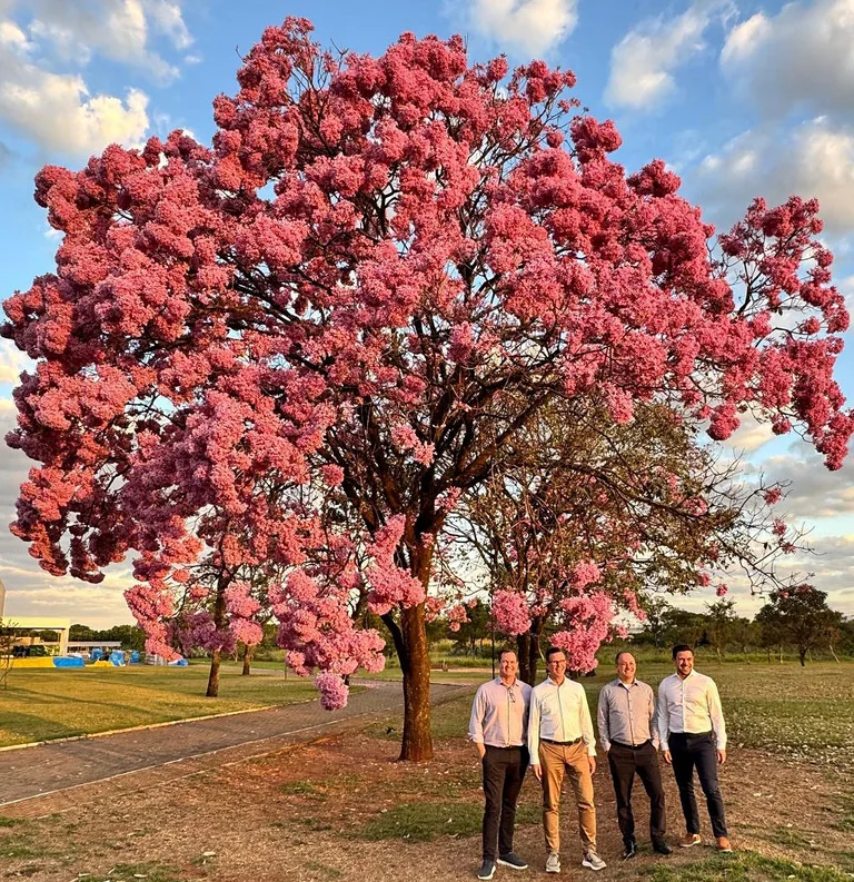 Miembro de dirección sin voto con una clara estrategia en floración 😉 Árbol trompeta de flores rosas