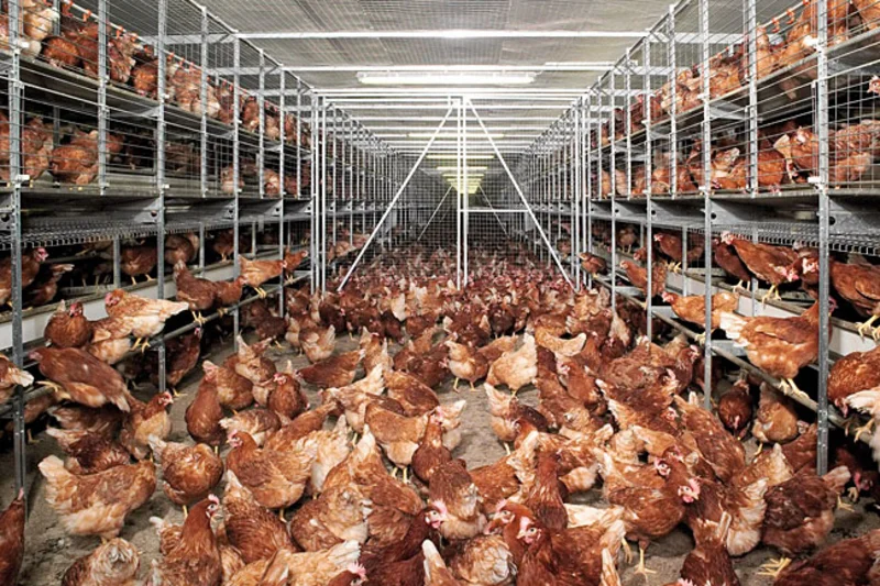Bocholt: une journée portes ouvertes à la ferme Vriesen Bocholt: une journée portes ouvertes à la ferme Vriesen
