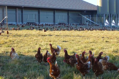 Consulta pública para el futuro de la Política Agraria Común