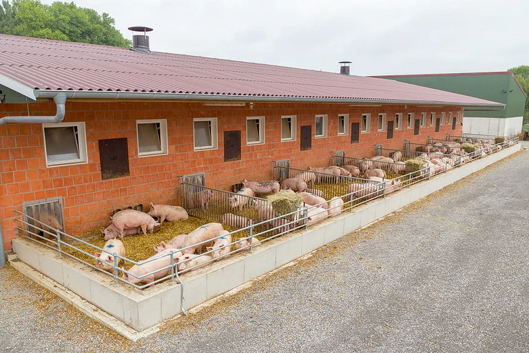 Schweinemaststall mit Auslauf von außen Schweinemaststall mit Auslauf von außen