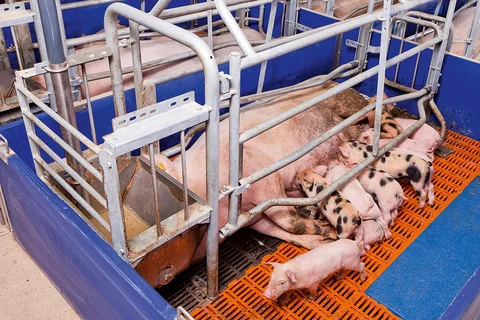 Farrowing area