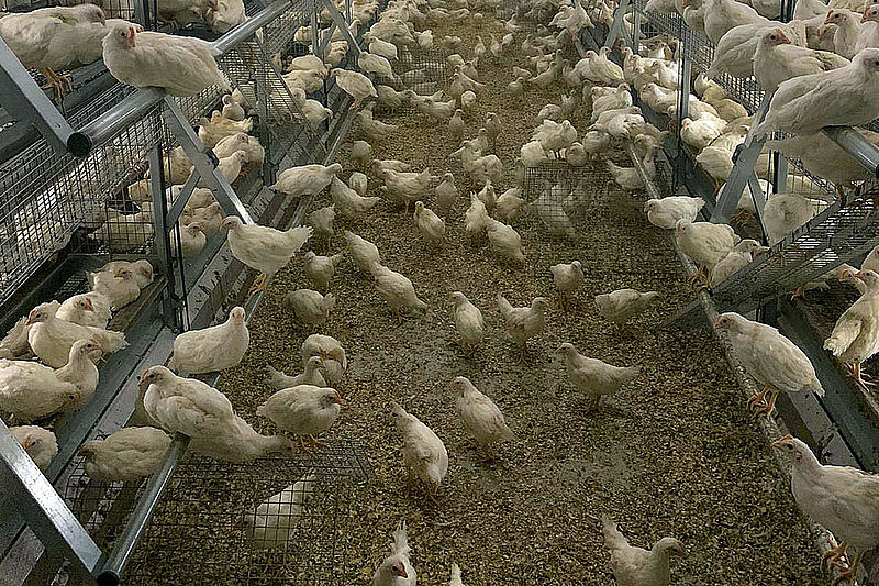 Pullet rearing: barn with cage-free aviary system and litter aisle in the centre