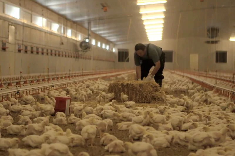 Landwirt Schedl platziert einen Strohballen im Hähnchenmaststall Landwirt Schedl platziert einen Strohballen im Hähnchenmaststall Landwirt Schedl platziert einen Strohballen im Hähnchenmaststall