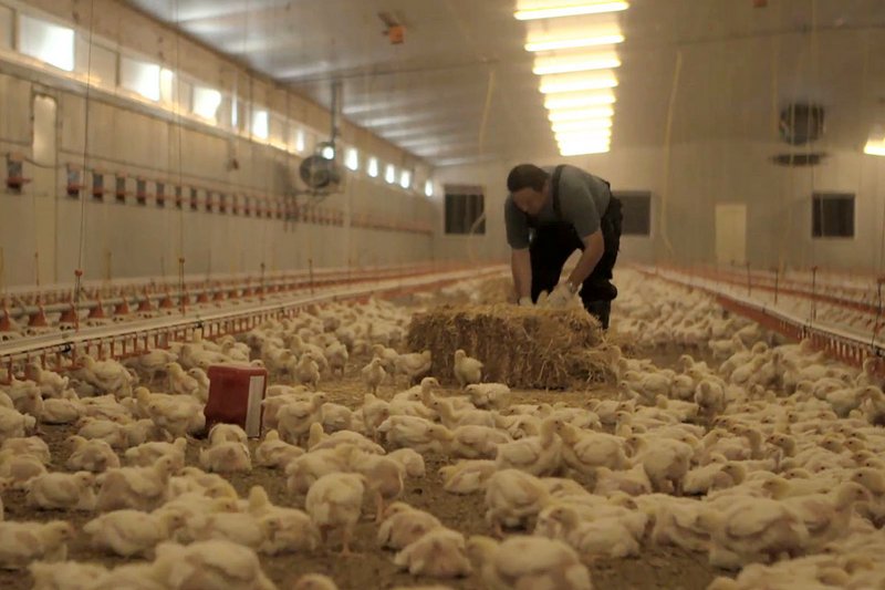 Landwirt Schedl platziert einen Strohballen im Hähnchenmaststall 