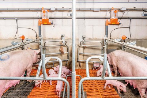 Individual feeding in the farrowing house with EasySlider