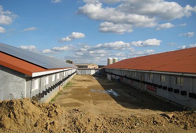 Dwa udane nowe budynki z wyposażeniem do odchowu stad rodzicielskich z firmy Big Dutchman