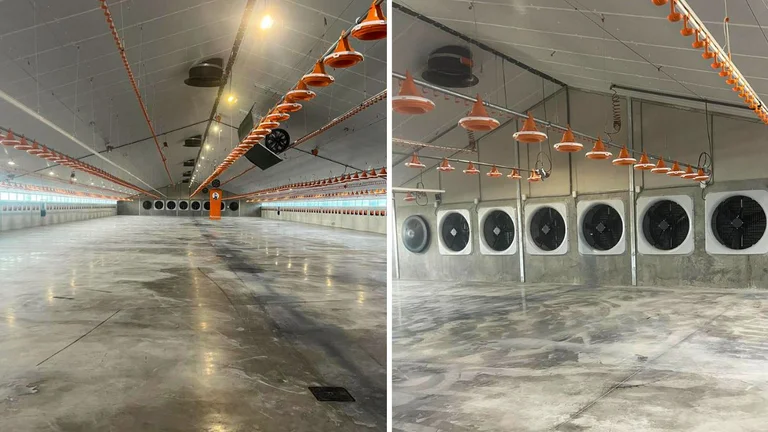 Hygienic broiler production: the feed pans and drinker lines are lifted for cleaning purposes.