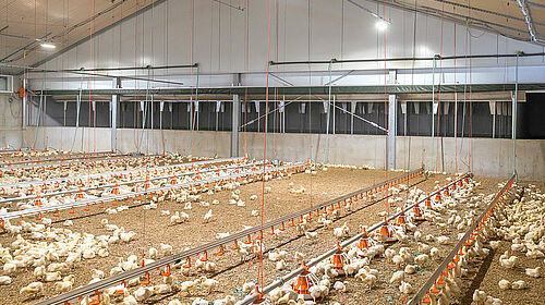 Inside of a broiler house with birds