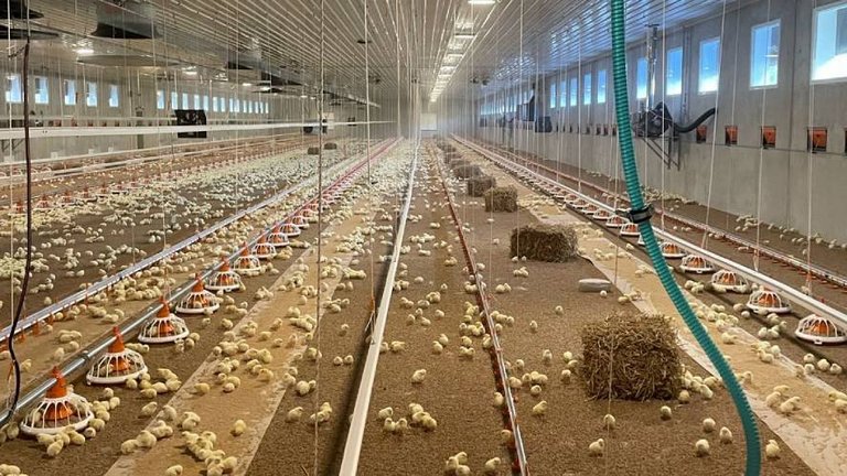 Inside of a barn with feed pans for broiler production