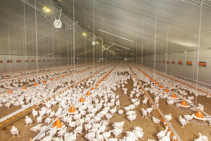 Engraissement de poulets de chair dans le nouveau bâtiment Engraissement de poulets de chair dans le nouveau bâtiment
