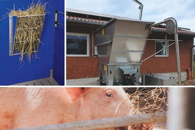 Schweine schätzen Raufutter