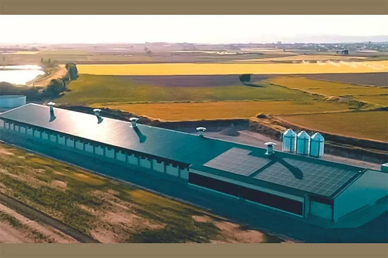 Cría de pollitas | Construcción nueva llave en mano de una nave para 100.000 pollitas Nave para cría de pollitas