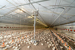 Broiler production: barn with many birds and a robot