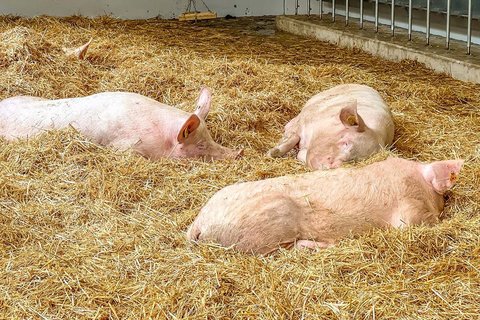 PureLine | Animal welfare equipment for pigs