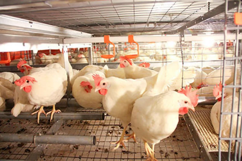 Egg production in the enriched colony housing system AVECH Egg production in the enriched colony housing system AVECH