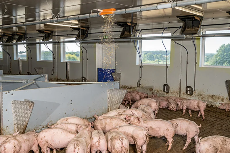 Stall mit Schweinen; an Decke ist Leitung befestigt, aus der Stroh rieselt. Stall mit Schweinen; an Decke ist Leitung befestigt, aus der Stroh rieselt.