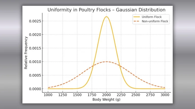 Figure 1: Distribution of body weights in a uniform (yellow) vs. non-uniform flock (orange). Chart