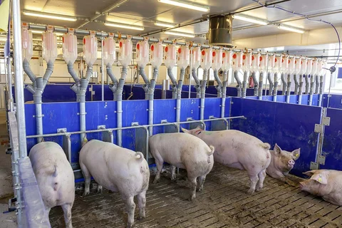 Gestation area