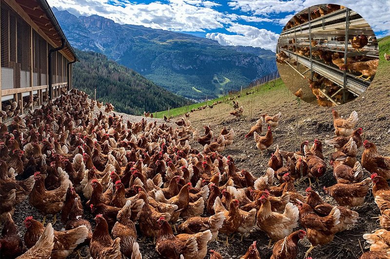 Élevage de poules pondeuses | Poules dans l’espace extérieur