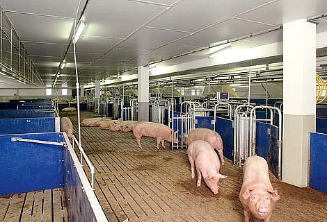 Picture of the electronic sow feeding system Callmatic 2 