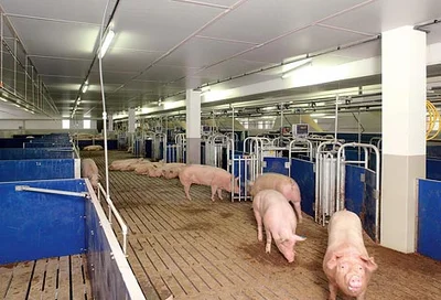 Picture of the electronic sow feeding system Callmatic 2 Picture of the electronic sow feeding system Callmatic 2