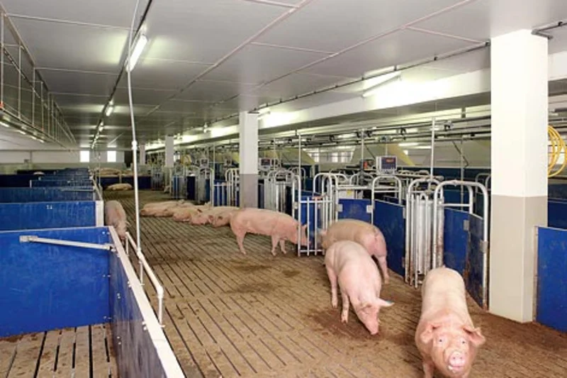 Picture of the electronic sow feeding system Callmatic 2 